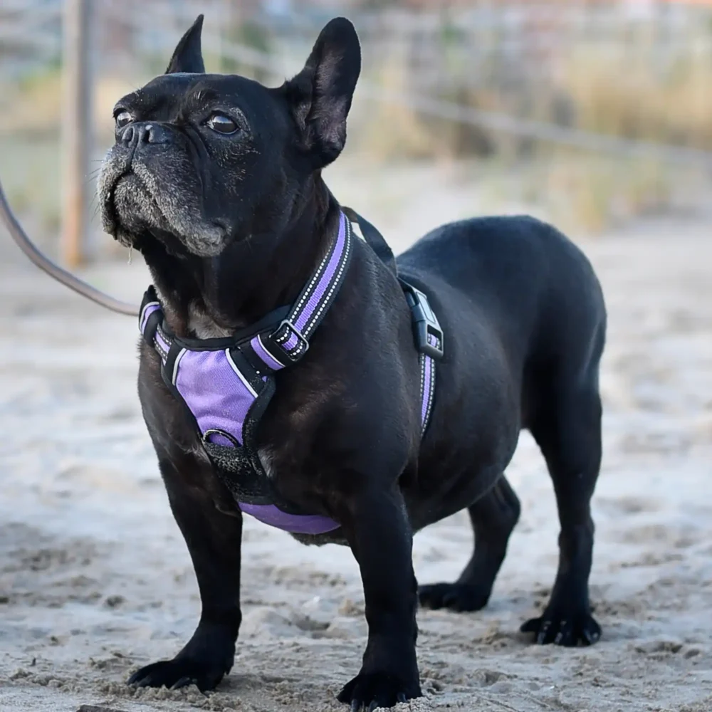 Conjunto Cheyenne (12) Arnés Cheyenne